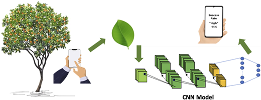 A person taking a photo of a tree with a smartphone, a leaf being analyzed by a convolutional neural network model, and a hand holding a smartphone displaying a success rate of ninety-five percent.