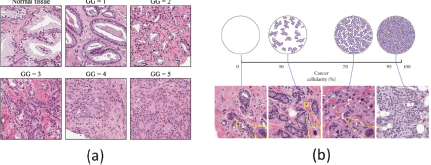 A set of eight images labeled a through h showing biological and medical images.