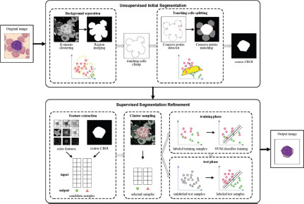 a two-stage cell segmentation method composed of Unsupervised Initial Segmentation and Supervised Segmentation Refinement.