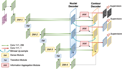 A network diagram showing an encoder with D M and T M, feeding into parallel Nuclei Decoder and Contour Decoder paths connected by I A M.