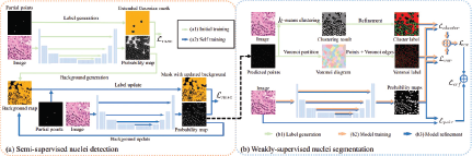 A two part flow chart showing Semi dash supervised nuclei detection and Weakly dash supervised nuclei segmentation.