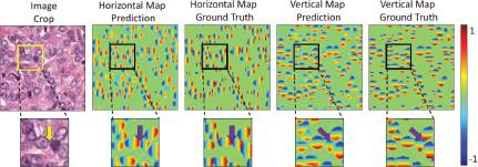 A five-column image comparing Horizontal and Vertical Map Predictions to Ground Truth maps from a histology Image Crop.