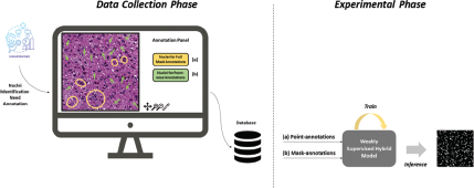 A flow chart split into two phases. The Data Collection Phase shows a user on an Annotation Panel marking nuclei for Full Mask and Point-wise Annotations to create a database.