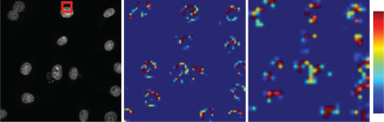 A figure showing three images: an image of cell nuclei with a red square, a heatmap image, and a magnified heatmap image with a color bar.