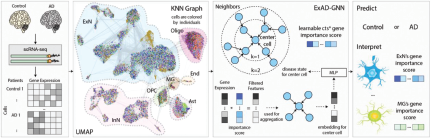 A block diagram of a computational pipeline using sc R N A hyphen seq and Ex A D hyphen G N N for predicting Alzheimer’s disease and interpreting cell-type gene importance scores.