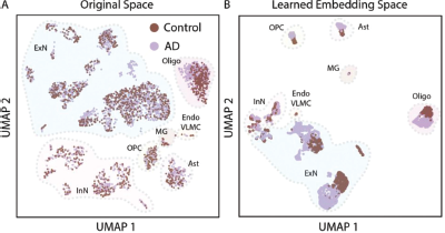 A figure with two U M A P plots, labeled A and B, comparing Control and A D cell distributions in the Original Space and Learned Embedding Space.