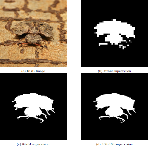 group of four images. Image (a) R G B Image is a photograph of an insect on tree bark. Images (b) 42 times 42 supervision, (c) 84 times 84 supervision, and (d) 168 times 168 supervision are progressively higher resolution binary masks of the insect against a black background.