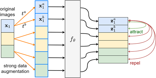 A diagram of strong data augmentation passing transformed inputs through f theta to produce representations that attract matching pairs and repel others.