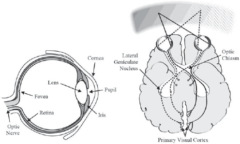 A two-part diagram of the human visual system the left shows the anatomy of an eye, and the right illustrates the binocular pathway from the eyes through the optic chiasm to the visual cortex.