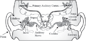 A diagram showing human ear anatomy, including the pinna, middle ear bones, cochlea, and semicircular canals, which connect to the auditory cortex and form the vestibular system for balance.