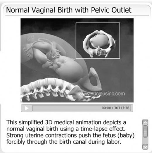 A screenshot from a video showing a 3D medical animation of a Normal Vaginal Birth and the Pelvic Outlet.