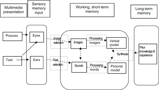 A diagram showing the flow of information in a cognitive theory of multimedia learning based on Mayer, Heiser, and Lonn (2001).