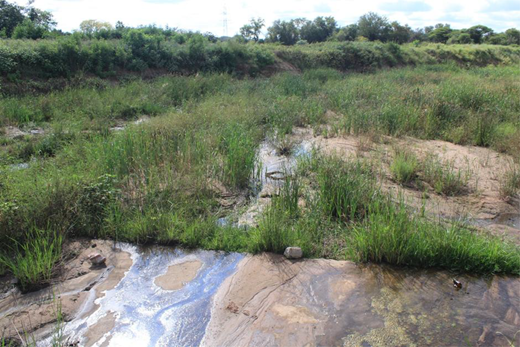 A shallow river channel has patches of water, exposed sand, and dense grass vegetation along the banks.