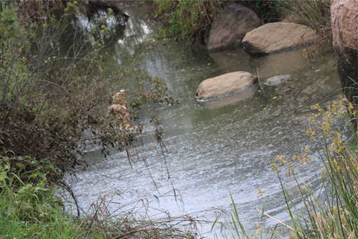 A narrow stream contains still water with a smooth surface and light ripples. Several large rocks are partially submerged in the water. Grasses and small plants grow along both banks.