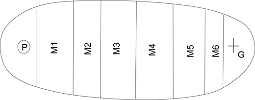 A schematic diagram illustrating sequential modules M 1 to M 6 positioned between P and G within an elongated capsule shaped structure.