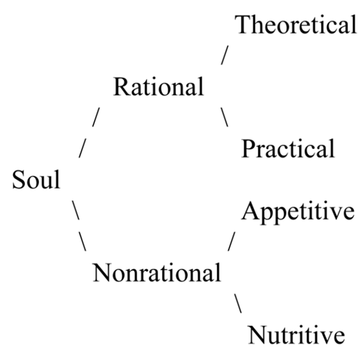 A philosophy diagram of the soul divided into rational theoretical, practical and nonrational appetitive, nutritive parts.