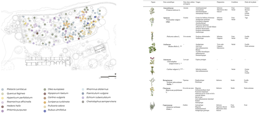 A map and table of medicinal plants with their scientific names, common names, uses, preparation methods, conditions treated, and plant parts used.