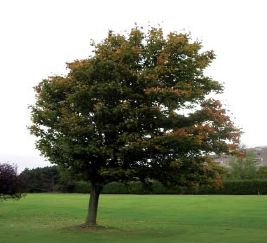 Figure. Refer to the image caption for details.