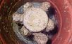 Graphic. Refer to the image caption for details.
