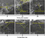 Scanning electron microscopy panels show pore structures and cementation changes under wetting-drying cycles and curing times.