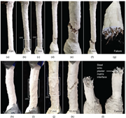 A multi-panel sequence showing crack initiation, propagation zones, and final failure with exposed fibres and matrix interface.