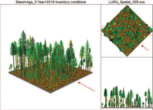 Map showing average inventory conditions of Douglas-fir in the Interior West for two representative plots, comparing two 5-year age classes: 60–64 years and 65–69 years, illustrating within-plot variation.