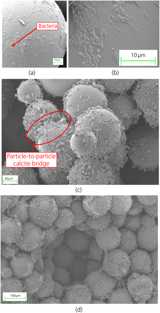 SEM imaging of the MICP test cell experiment showing (a, b) bacteria on a glass bead after addition of bacteria (pre-MICP treatment), (c) cemented cluster of glass beads and particle-to-particle calcite bridges between glass beads (post-MICP treatment) and (d) overall post-MICP treatment structure Refer to the image caption for details.