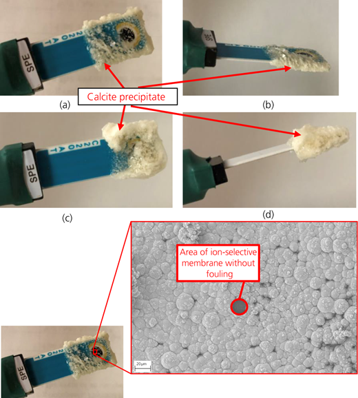 Ion-selective sensor following a 12 h batch reactor experiment: (a, b) ammonium ion-selective sensors; (c, d) calcium ion-selective sensors. (e) SEM imaging of fouling covering the ion-selective membrane of an ammonium sensor following a 12 h batch reactor experiment Refer to the image caption for details.