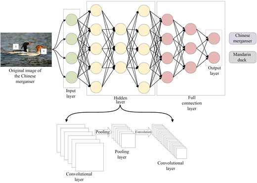 A convolutional neural network architecture diagram for bird image classification.
