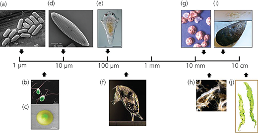 Figure 1 Refer to the image caption for details.