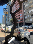 A curved tree trunk stands beside parked vehicles and high-rise buildings along a city street with a bus stop sign 1 and 2.
