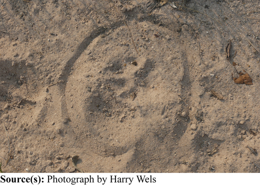Plate 1 Refer to the image caption for details.