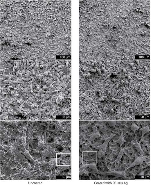 Figure 4 Refer to the image caption for details.