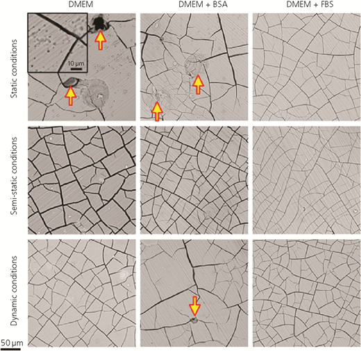 Figure 5 Refer to the image caption for details.