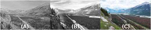 A three-panel landscape image shows changes in forest cover in Jasper National Park from 1915 to 2019.