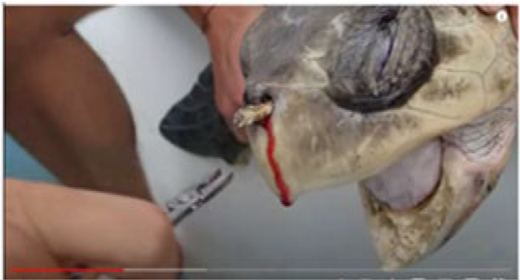 Close-up of a person holding a turtle's head with a fishing hook embedded in its mouth, along with a visible wound and a hand assisting in the situation.
