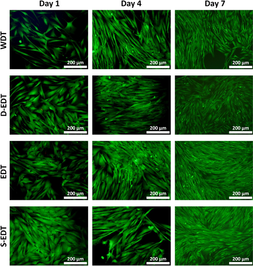 A set of fluorescence micrographs shows cell distributions for W D T, D E D T, E D T and S E D T at day 1, day 4 and day 7.