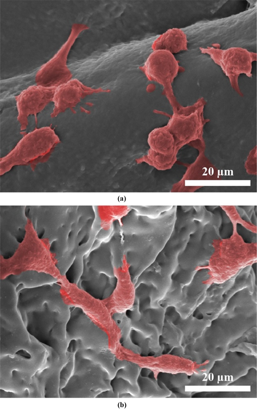 A pair of scanning electron micrographs labelled a and b shows surface attached cells with a scale bar of 20 micrometres.