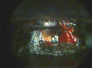 Figure. Refer to the image caption for details.