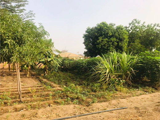 A cultivated garden contains trees, shrubs, planted rows, bare soil, a narrow path, and a hose.